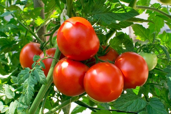 hydroponic grown tomatoes