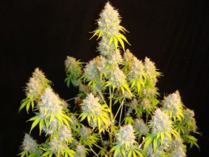 difference-between-autoflower-vs-feminized-seeds