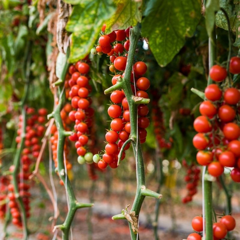 Hydroponic Growing Systems