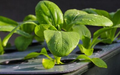 What Can You Grow With Hydroponics