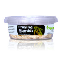 Praying Mantids Organic Pest Control