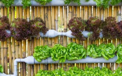 What are the Best Growing Medium For Hydroponics?