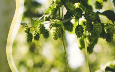 The Different Kinds of Hops For Home Brewing