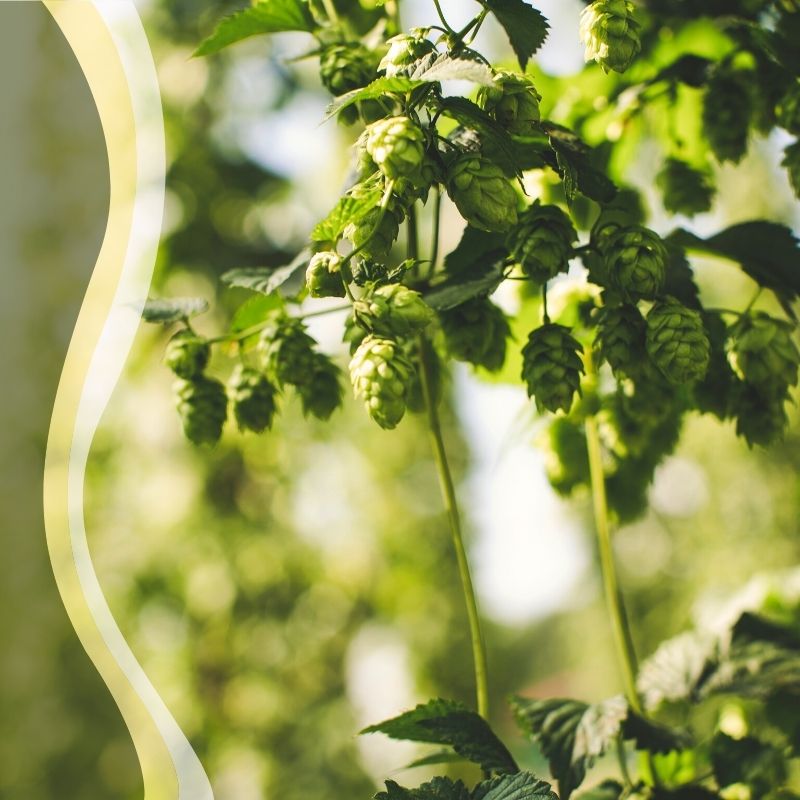 Types of hops for home brewing