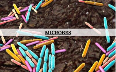 Why Microbes are Beneficial to Plants