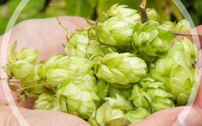 How To Grow Hops at Home