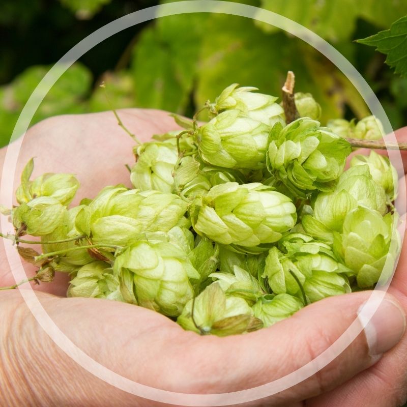 Grow Hops at home