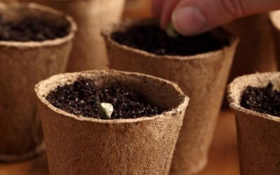 Seed Starting: How To Grow from Seeds