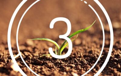 Top 3 Considerations to Prepare Your Soil For Gardening