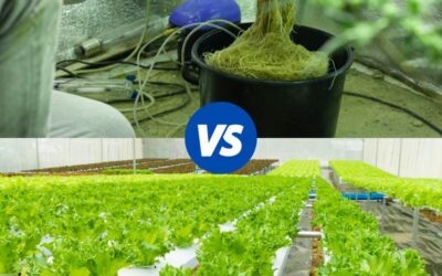 Drain-to-Waste Vs. Recirculating Hydroponic Systems