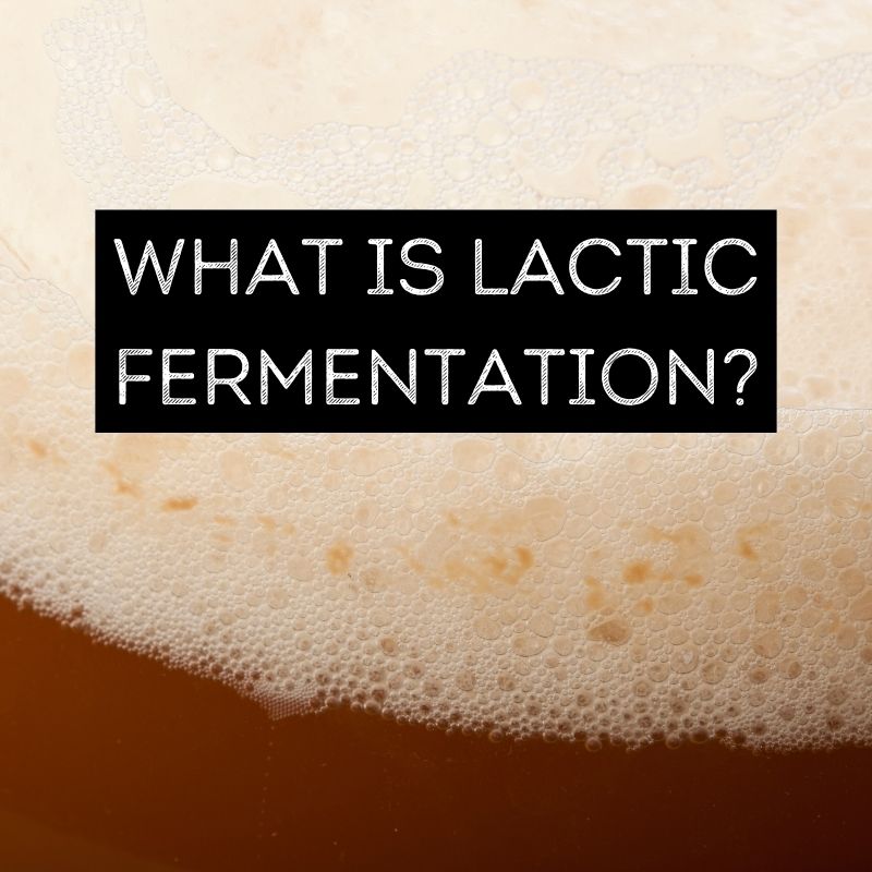 Lactic Fermentation Process 