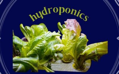 Starting a Hydroponic Garden