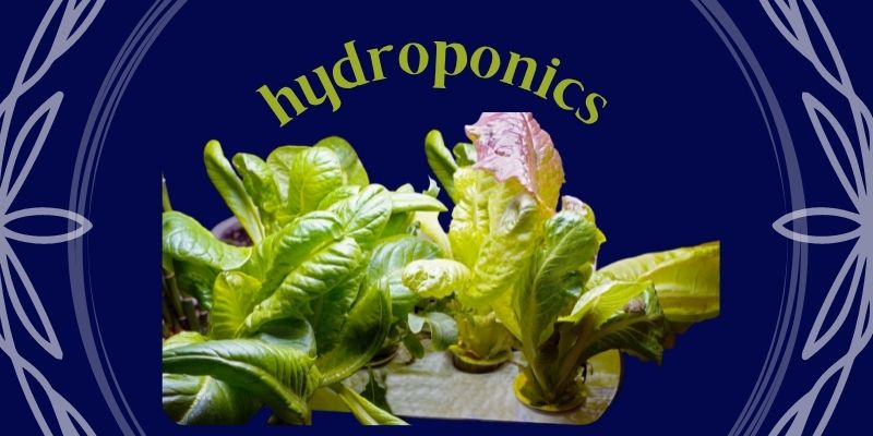 Starting a Hydroponic Garden