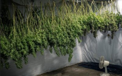 Harvesting, Drying, & Curing Your Cannabis