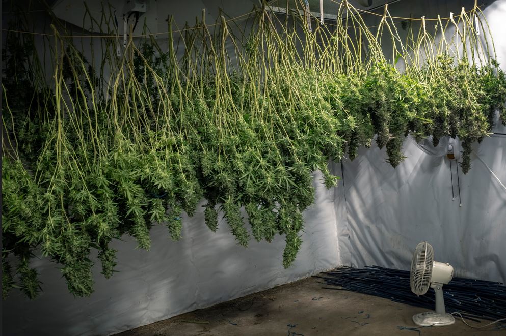 Harvesting, Drying, & Curing Your Cannabis